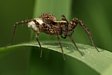 slk Pardosa sp.
